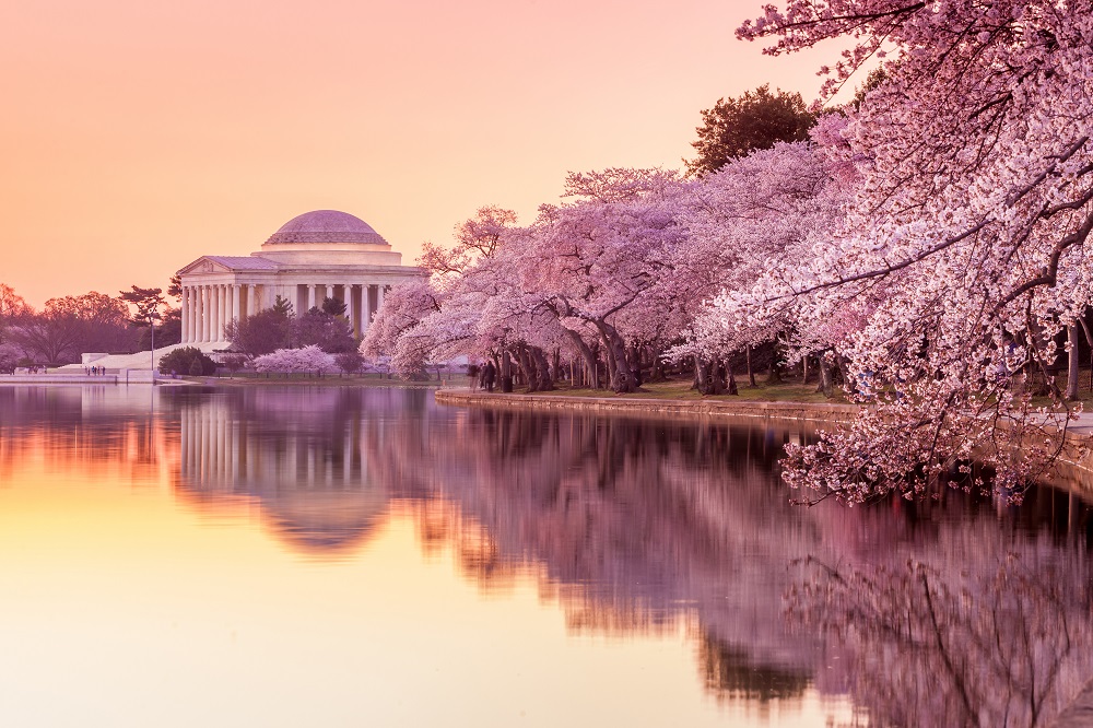 Proposal Spot in Washington D.C.