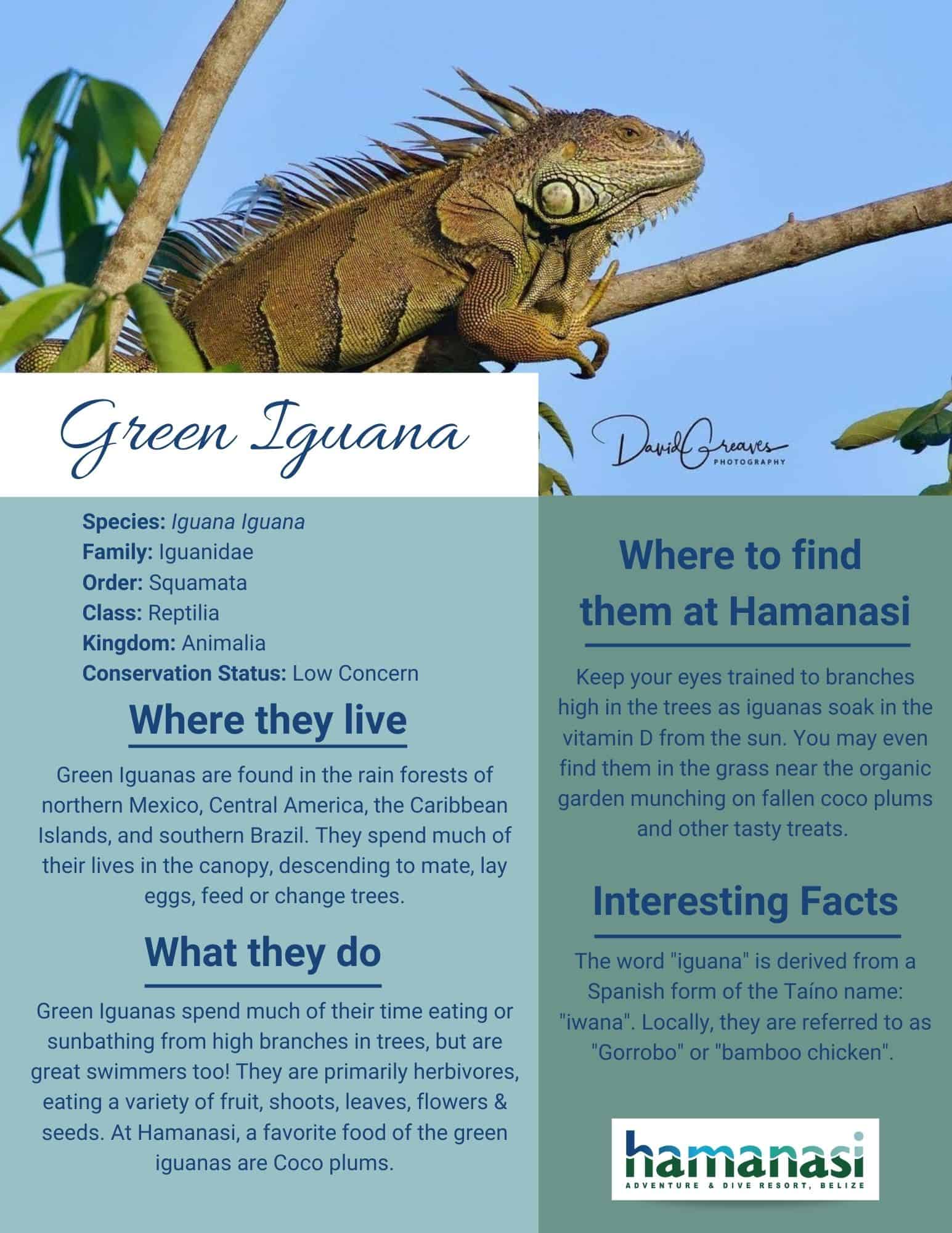 Green Iguana in Belize at Hamanasi Resort