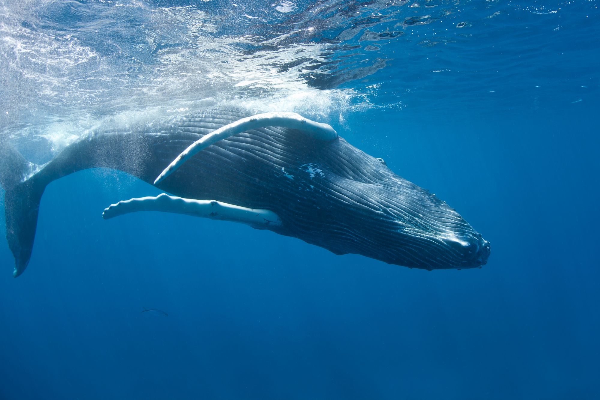 Whale watching Turks and Caicos