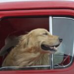 Golden Retriever riding in a Ford pickup truck.