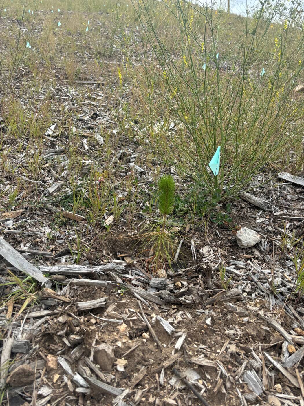 A planted lodgepole pine sapling.