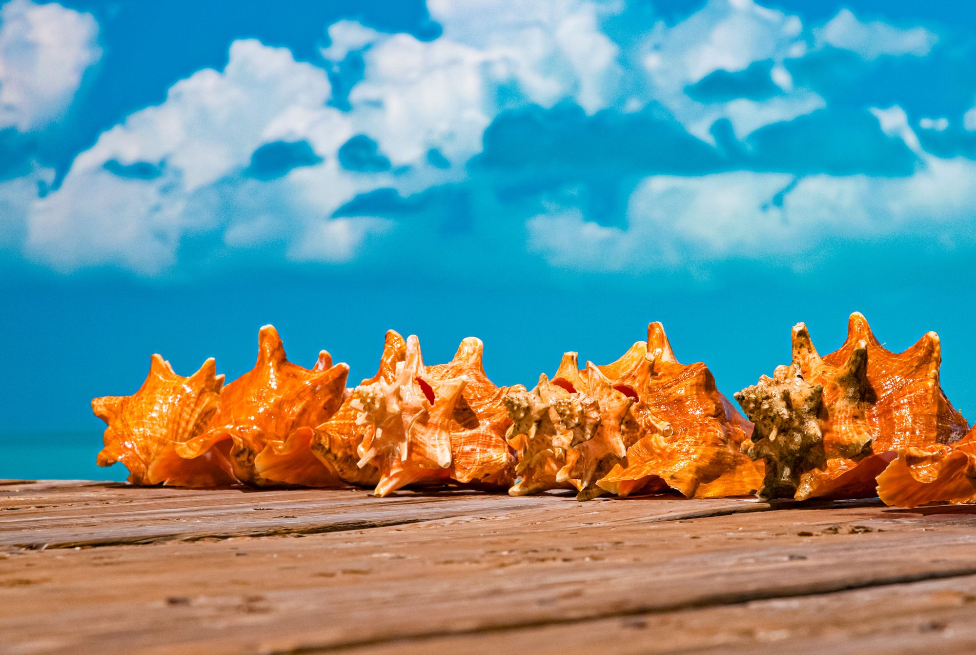 Conch Shells TUrks Caicos