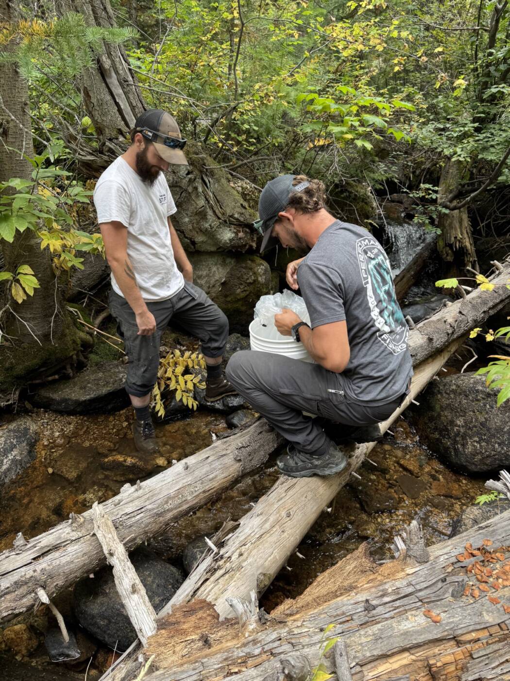 Restocking Burgess Creek