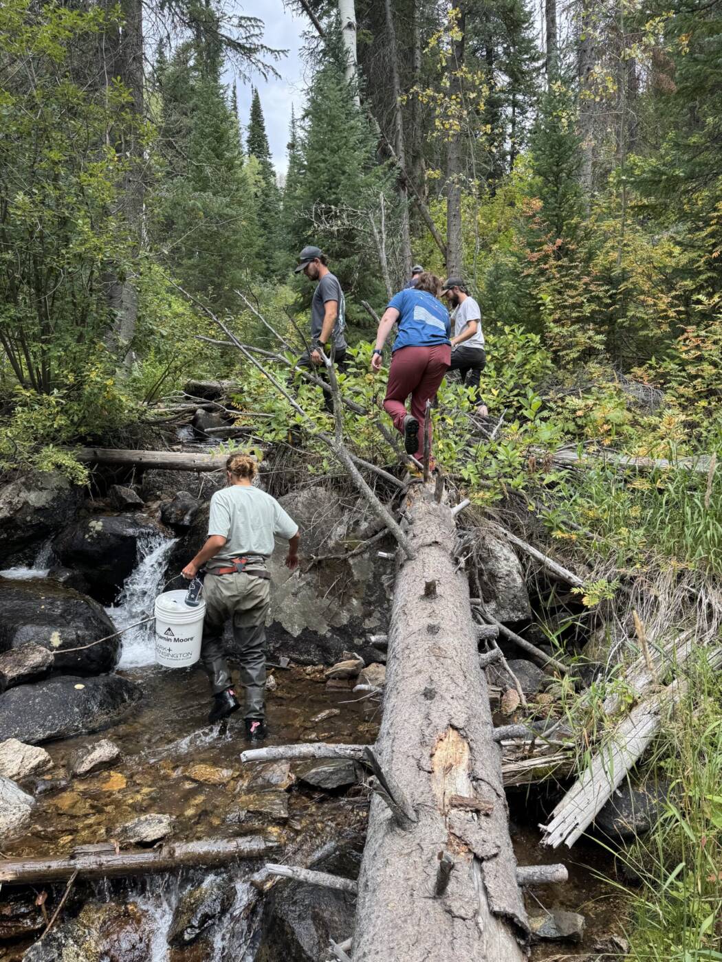 Restocking Burgess Creek