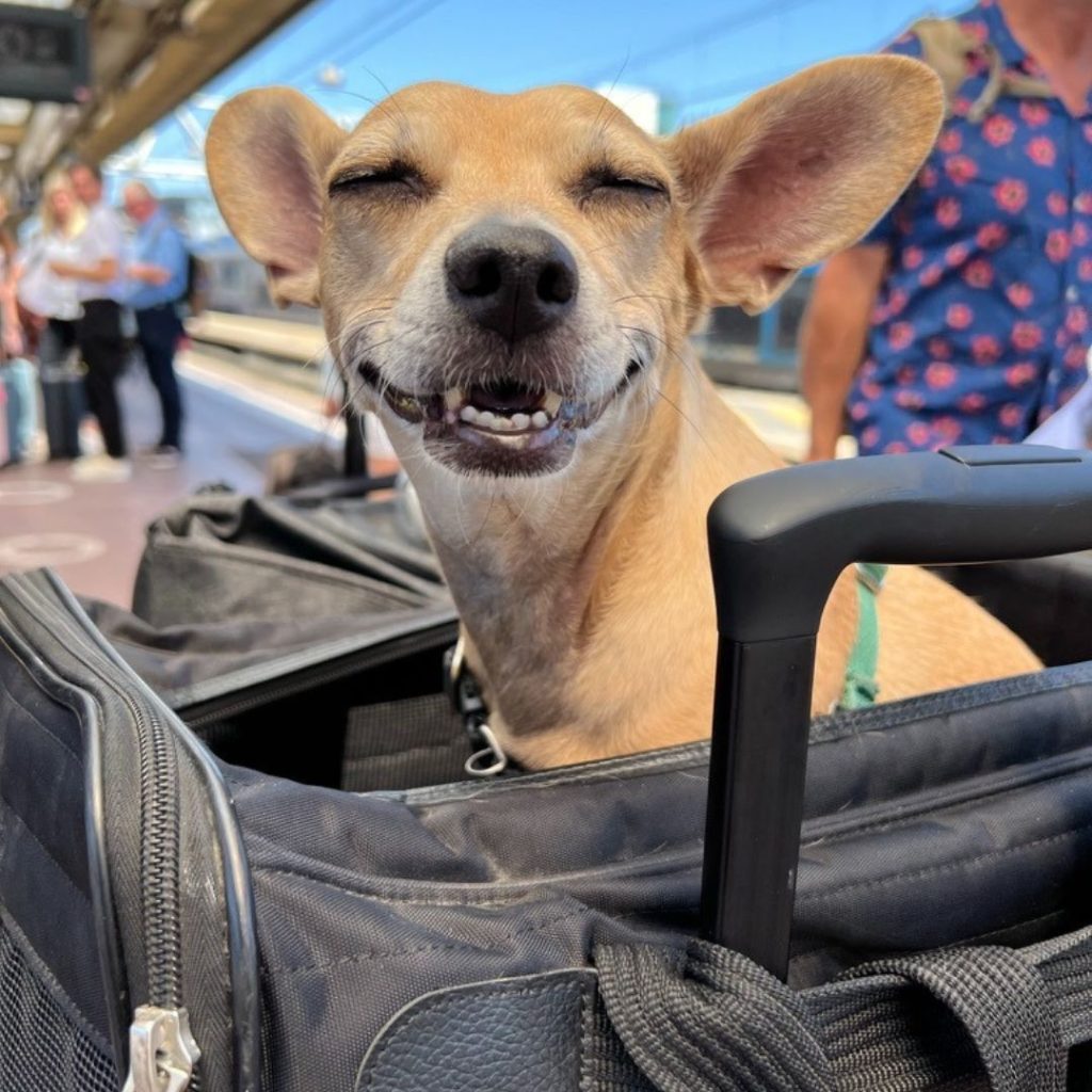 Pet Relief Areas at US Airports:...